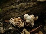 Abortiporus biennis image