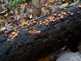 Lycogala epidendrum image