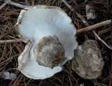 Boletopsis grisea image