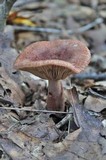 Lactarius mutabilis image