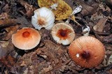 Leucoagaricus rubrotinctus image
