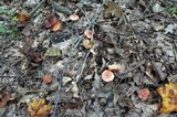 Leucoagaricus rubrotinctus image