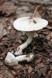 Agaricus pocillator image