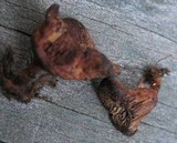 Coltriciella dependens image