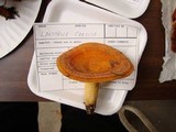 Lactarius croceus image
