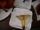 Lactarius croceus image