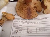 Lactarius vinaceorufescens image