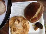 Lactarius corrugis image