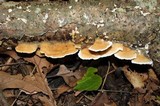 Steccherinum ochraceum image