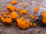 Dacrymyces stillatus image