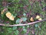 Cantharellus formosus image
