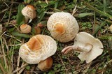 Lepiota cristata image