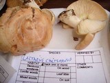 Lactarius chrysorrheus image