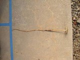 Hymenopellis furfuracea image
