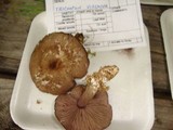 Entoloma violaceum image