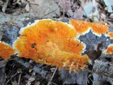 Phanerochaete chrysorhizon image