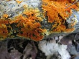 Phanerochaete chrysorhizon image