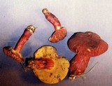Boletus rubellus image