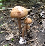 Panaeolus cinctulus image