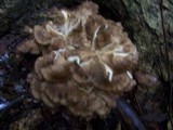 Grifola frondosa image