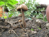 Panaeolus cinctulus image