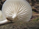 Oudemansiella mucida image