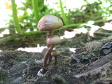 Panaeolus cinctulus image