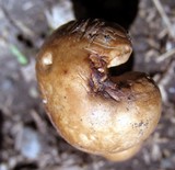 Panaeolus cinctulus image