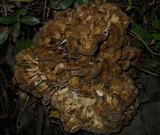 Grifola frondosa image