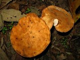 Polyporus radicatus image
