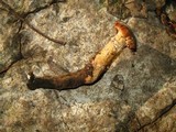 Polyporus radicatus image