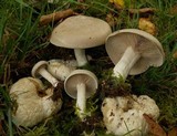 Entoloma abortivum image