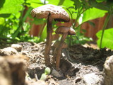 Panaeolus cinctulus image