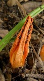 Pseudocolus fusiformis image