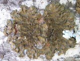 Melanelixia fuliginosa image