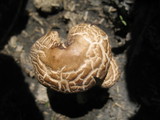 Panaeolus cinctulus image