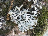 Hypogymnia tubulosa image