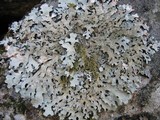 Parmelia saxatilis image