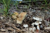 Lactarius psammicola f. glaber image