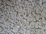 Pertusaria aspergilla image
