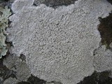 Pertusaria aspergilla image
