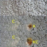 Pertusaria aspergilla image