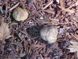 Scleroderma areolatum image