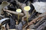 Mycena crocea image