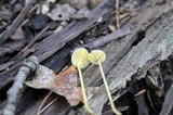 Mycena crocea image