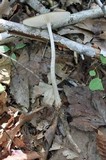 Xerula furfuracea image