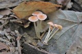 Atheniella adonis image