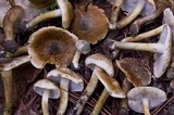 Inocybe corydalina image