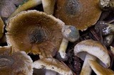 Inocybe corydalina image