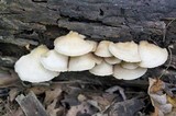Crepidotus applanatus image